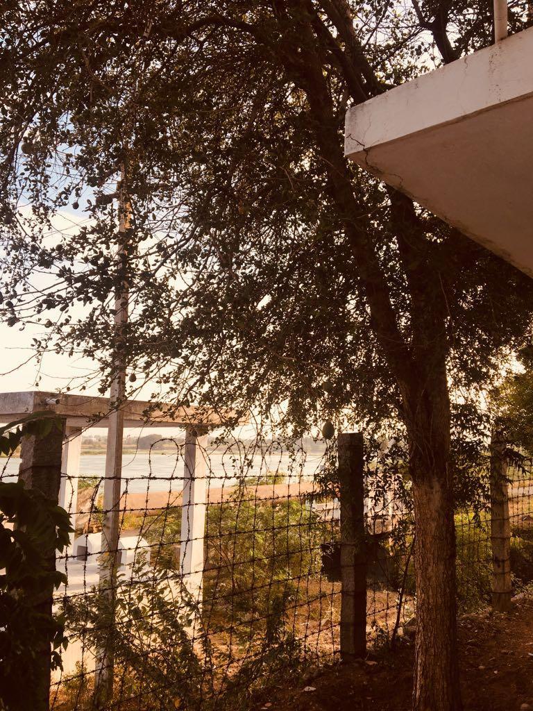 Bilva tree